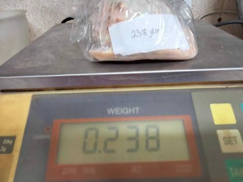 Sea Shell kg2.252 4 RED CASSIS BULL MOUTH HELMET SHELL