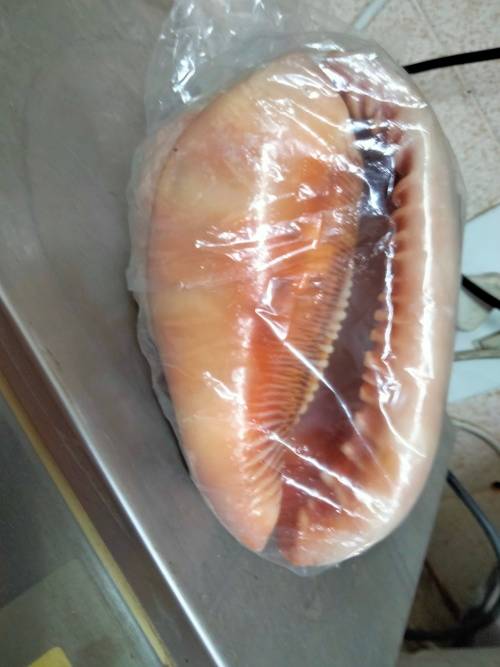 Sea Shell kg2.252 4 RED CASSIS BULL MOUTH HELMET SHELL