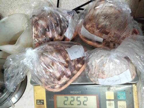 Sea Shell kg2.252 4 RED CASSIS BULL MOUTH HELMET SHELL