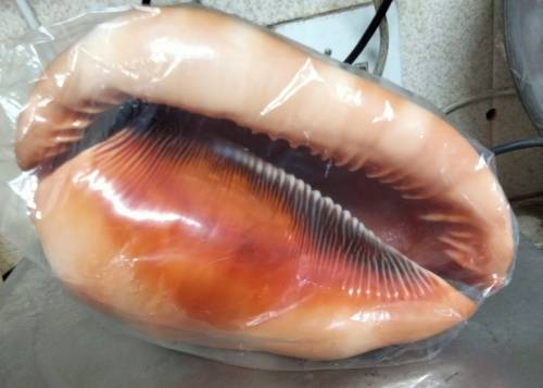 Sea Shell kg2.252 4 RED CASSIS BULL MOUTH HELMET SHELL