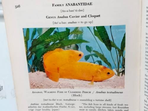 Handbook of tropical aquarium fishes+BIRDS of Southern Africa Pre-owned- LOOK At My BUY NOW NO WAIT