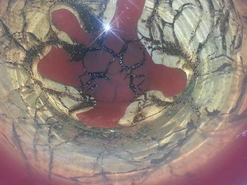 Wmf Ikora glass bowl close up view