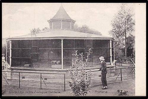 Early 1900s Unused Divided Postcard - G.B.&Co No.187- "Lions's Cage in the Zoological Gardens. Pta"