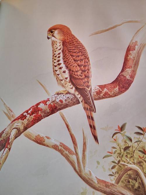 The Falcons of the World by Tom J Cade and R David Digby