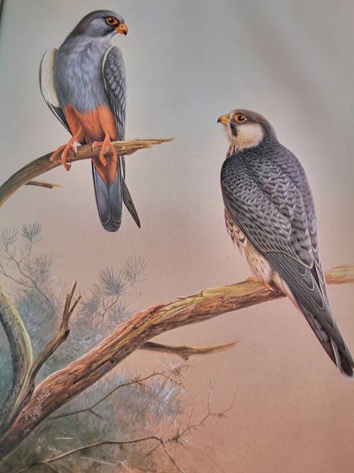 The Falcons of the World by Tom J Cade and R David Digby