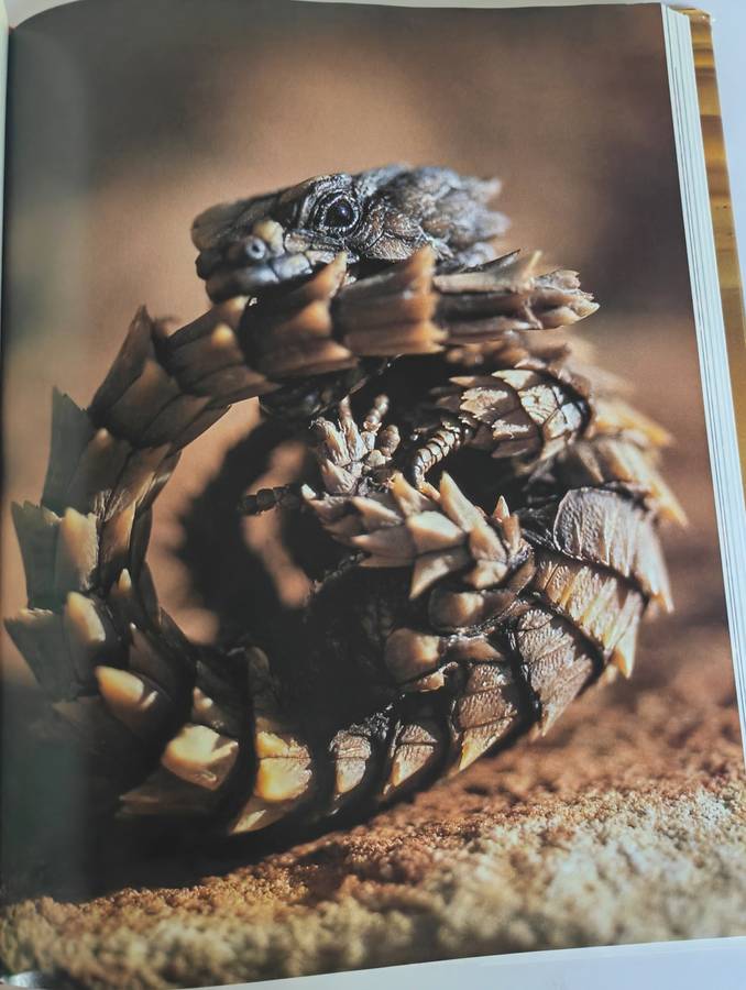 The Living Deserts of Southern Africa by Barry Lovegrove