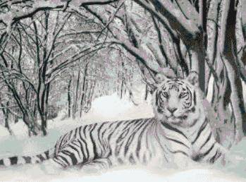 PT120 Hidden in the snow 350 x 270