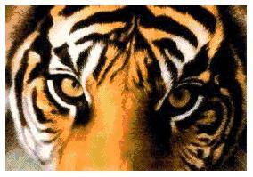 Tiger Eyes 271 x 186