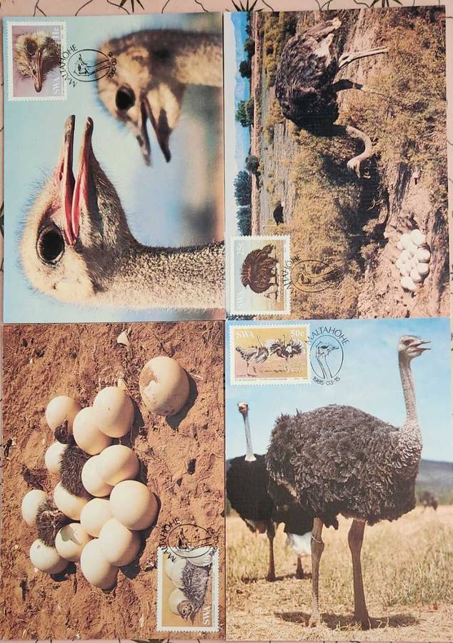 Maxi Cards / Post Cards Set Of 4  SWA The Ostrich 1985