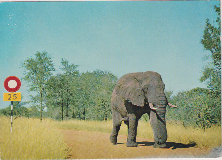 Post Cards / Maxi Card not used / Kruger National Park