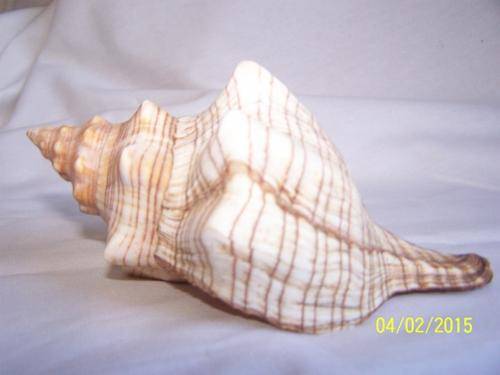Stunning Sea Shell