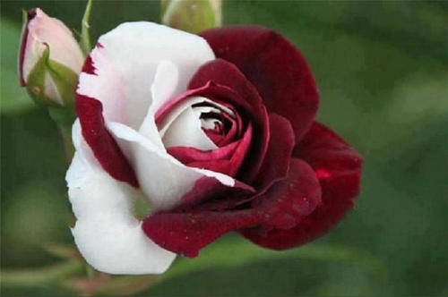 Ruby Rose Seeds (10 seeds)
