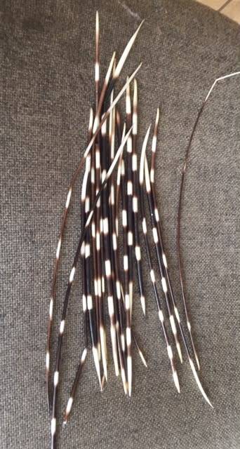 Porcupine Quills