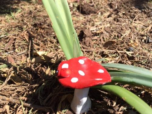 Miniture Mushrooms for Fairy gardens