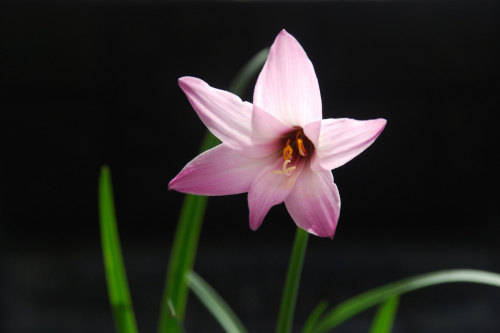 Purple Rain Lily - Zephyranthes species - Storm Lily - 5 seeds