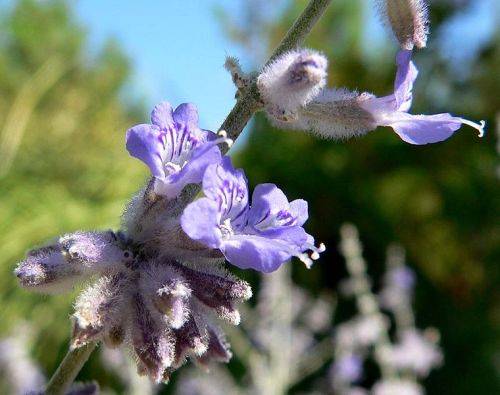 Russian Sage - Perovskia atriplicifolia - 5 seeds