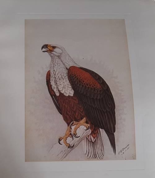 Fish Eagle Lithograph - Claude Gidney Finch-Davies 1875 - 1920