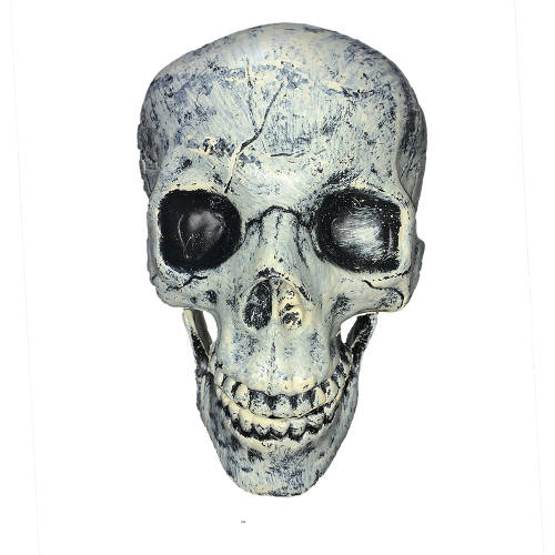 Adult size skull