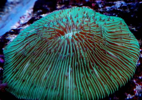 Green Fungia Plate Coral