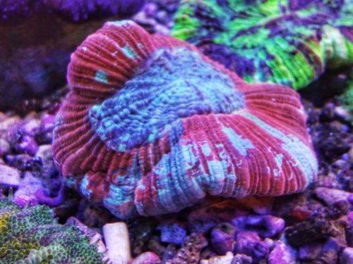 Open Brain coral