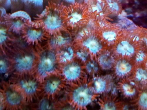 Zoanthids Frags