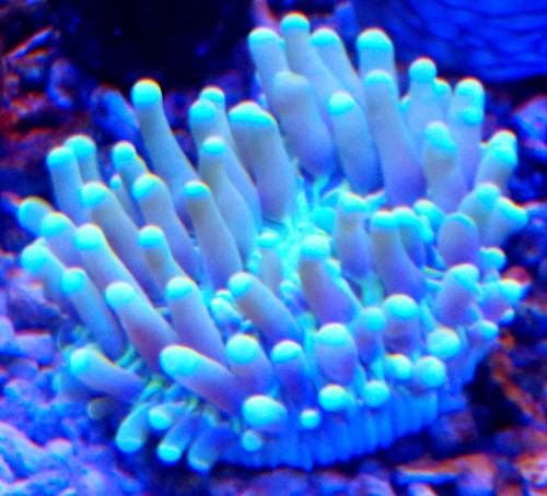 Long Tentacle plate Coral