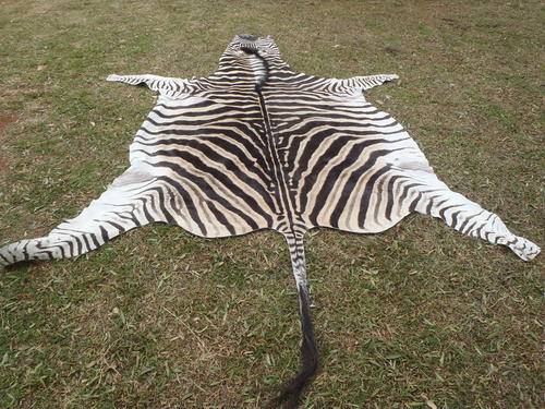 African Burchell Zebra Skin Valued at R10 000.00
