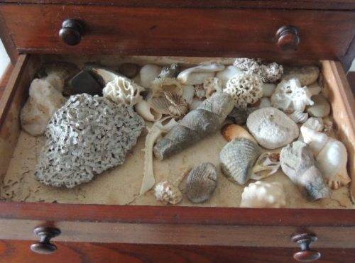 COLLECTOR'S SPECIMEN CHEST - MAGNIFICENT ITEM
