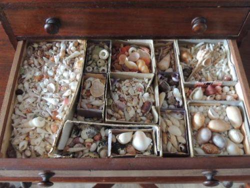 COLLECTOR'S SPECIMEN CHEST - MAGNIFICENT ITEM