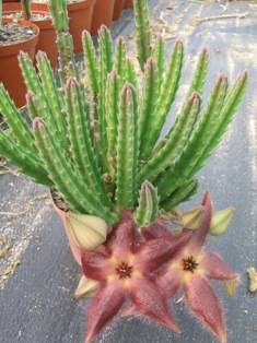 Stapelia hirsuta plants
