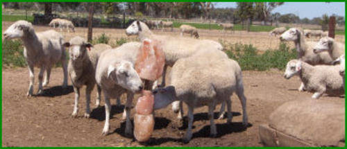 Himalayan Salt Licks