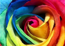 Holland Rainbow Rose Flower Seed - 20 Seeds