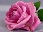 Passion Pink   Rose . 200 seeds