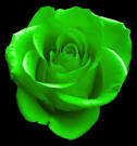 Grass Green Rose . 200 seeds