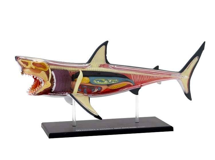 Nature Discovery Animal Anatomy Great White Shark