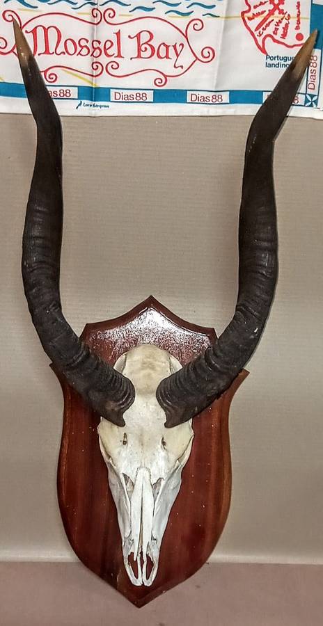Mounted Trophy. Real skull and Horns