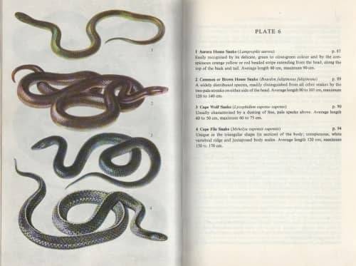 Snakes of Southern Africa - VFM FitzSimons. NEW.