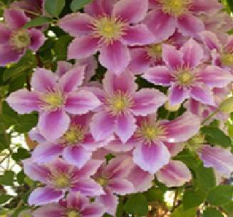 Clematis (15) 10 seeds per packet - Spring