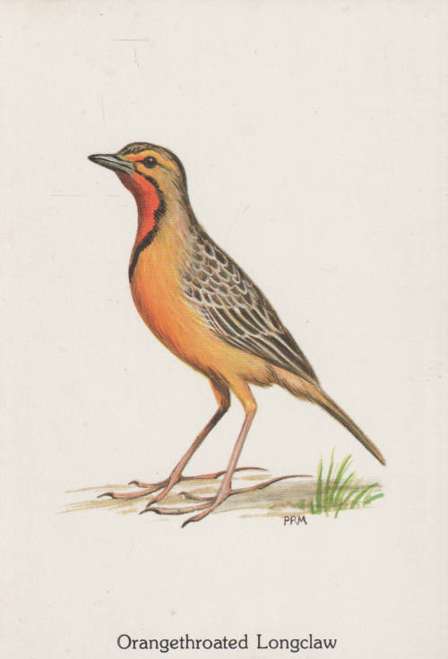 MINT POST CARD BIRDS