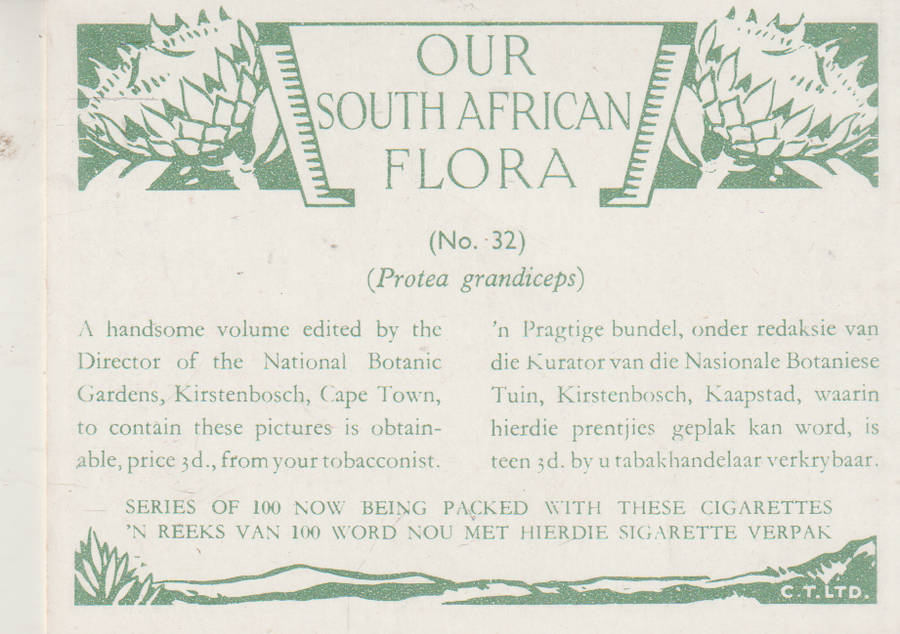 OUR SOUTH AFRICAN FLOWERS NO 32