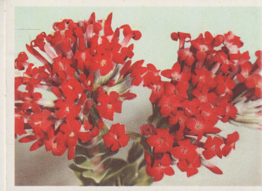 OUR SOUTH AFRICAN FLOWERS NO 40