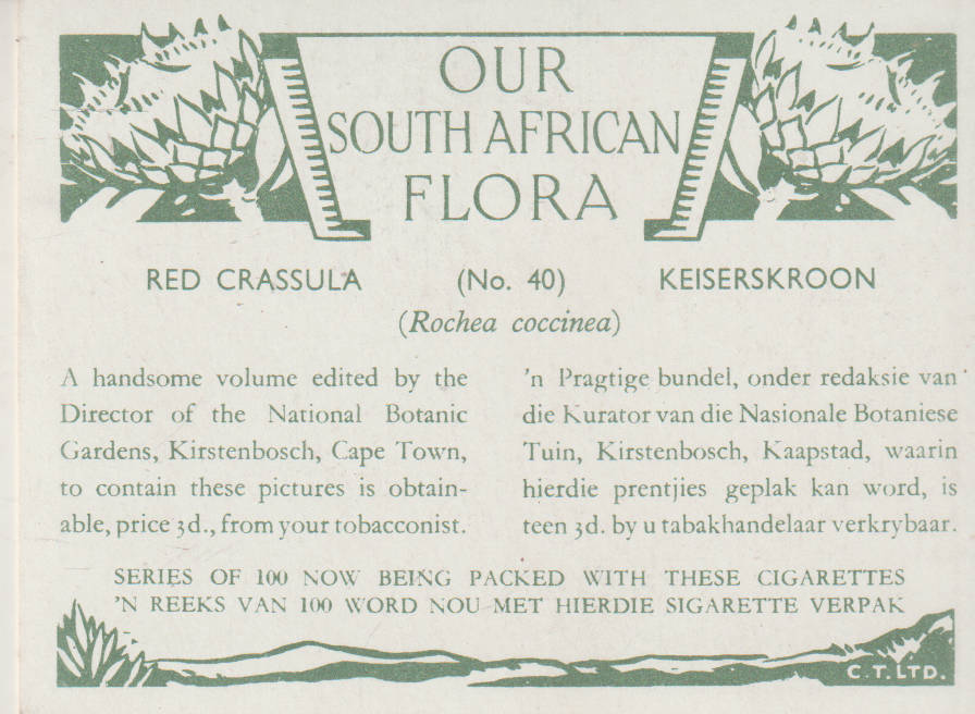 OUR SOUTH AFRICAN FLOWERS NO 40