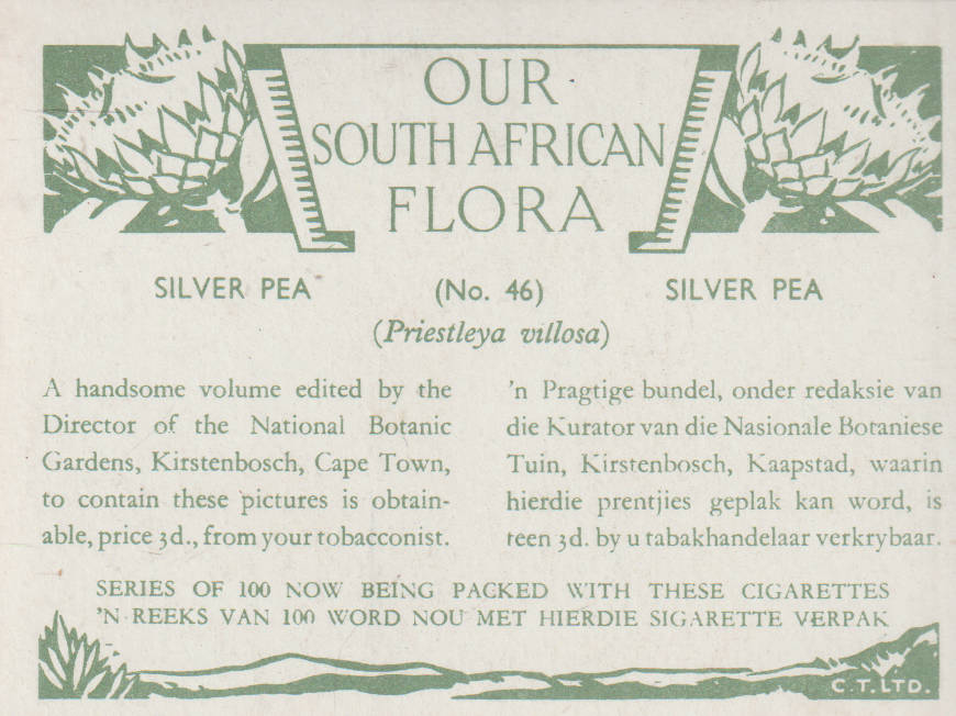 OUR SOUTH AFRICAN FLOWERS NO 46