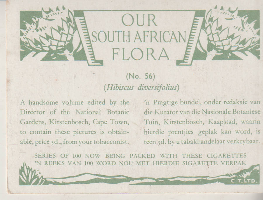 OUR SOUTH AFRICAN FLOWERS NO 56