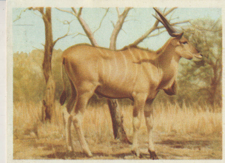 CIGARETTE CARD OUR SOUTH AFRICAN NATIONAL PARKS NO 1