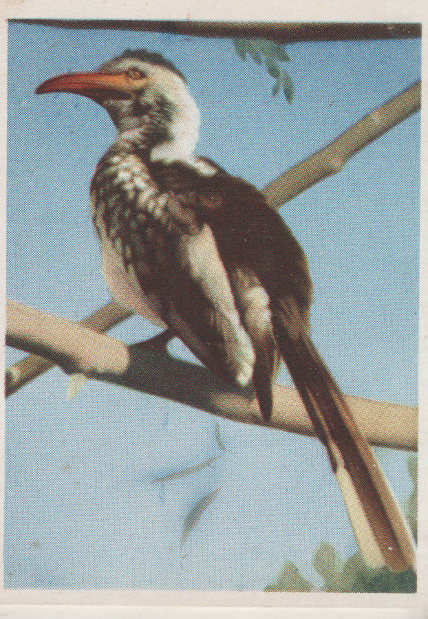 CIGARETTE CARD OUR SOUTH AFRICAN NATIONAL PARKS NO 32