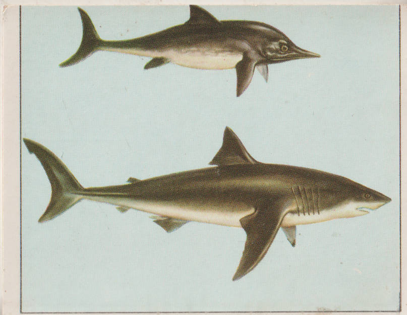 PANINI PREHISTORIC ANIMALS #97