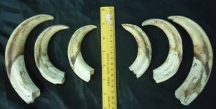Old Used Warthog Tusks (Sizes Differ)