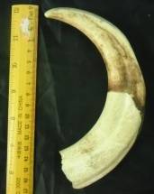 Used Single Warthog Tusk