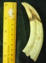 Used Single Warthog Tusk